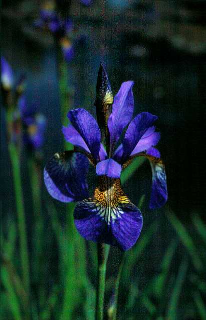 FH_VP_0028(Iris japonica).jpg - Iris japonica
